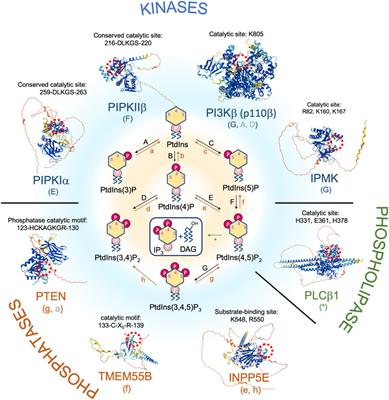 When PIP2 Meets p53: Nuclear Phosphoinositide Signaling in the DNA Damage Response